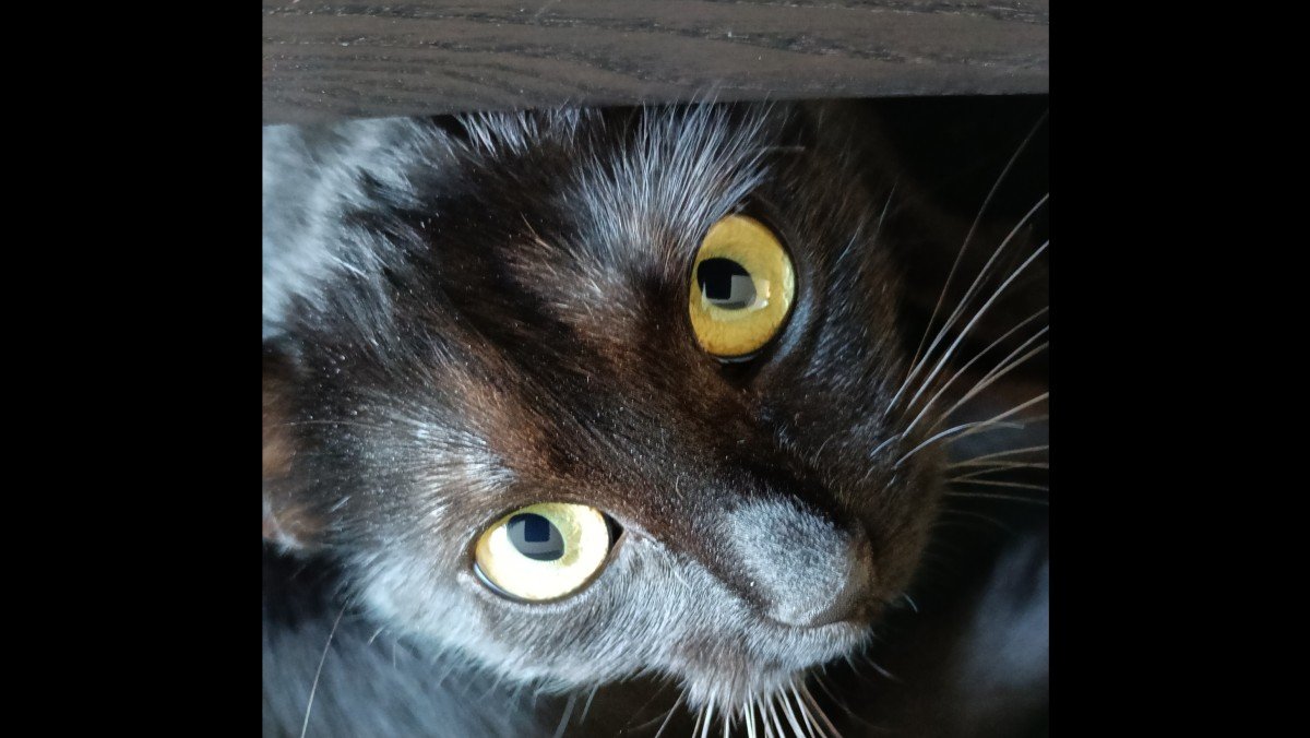 Millie