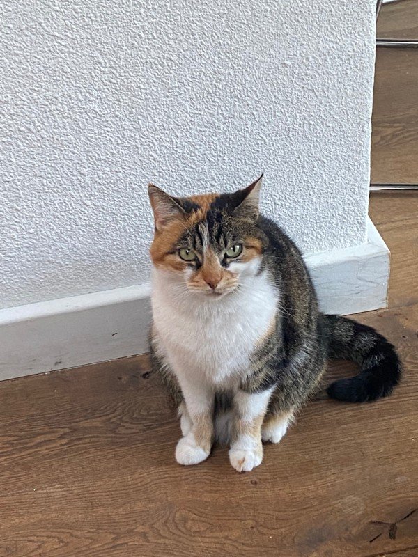 Ziva