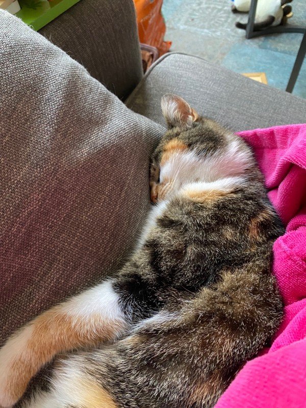 Ziva