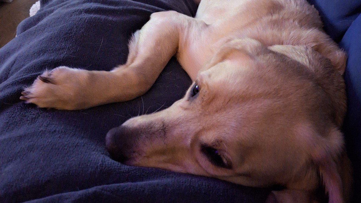 Tygo