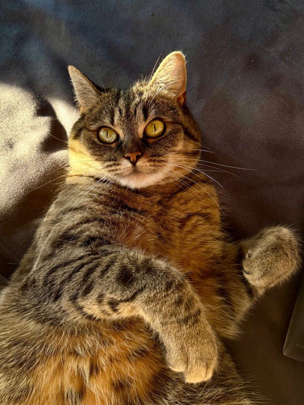 Mae
