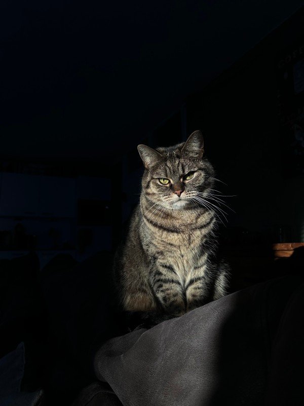 Mae