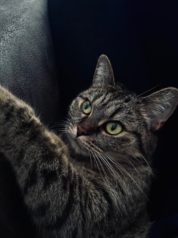 Mae