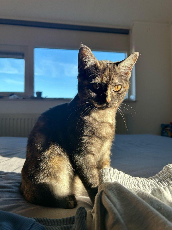 Jula