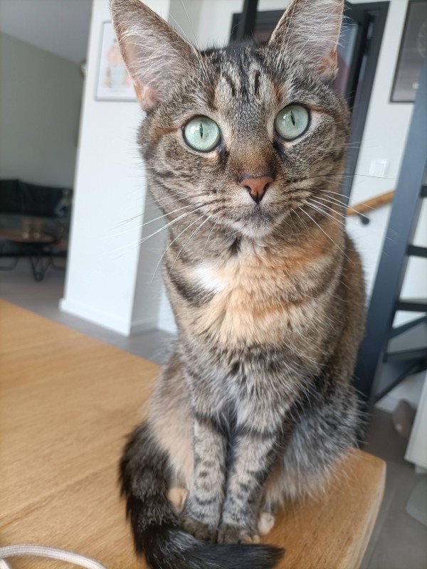 Bibi