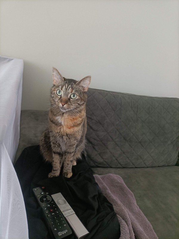 Bibi