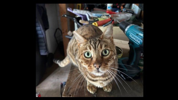 Nala