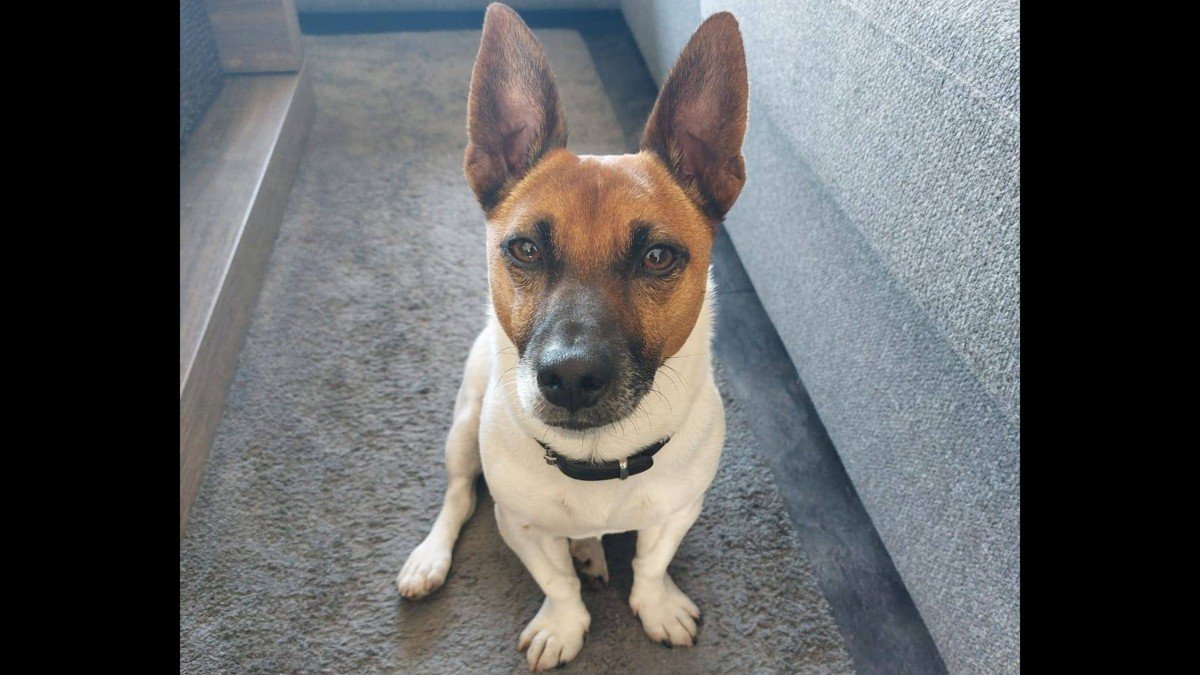 Beau