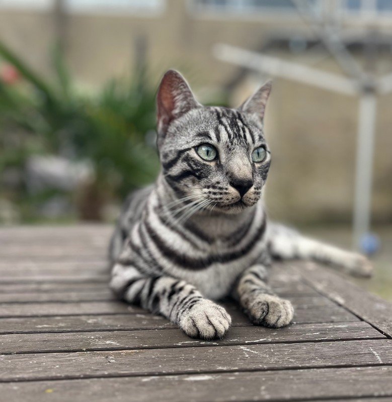 O’Malley