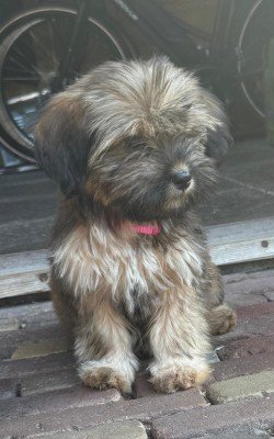 Tess
