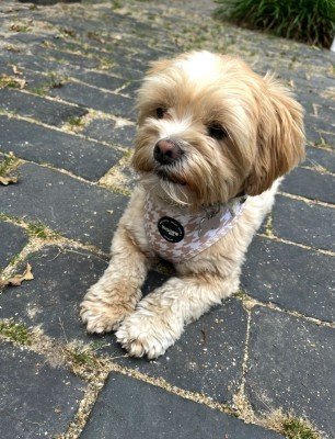 Ollie