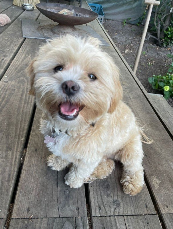 Ollie