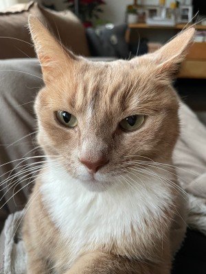 Max