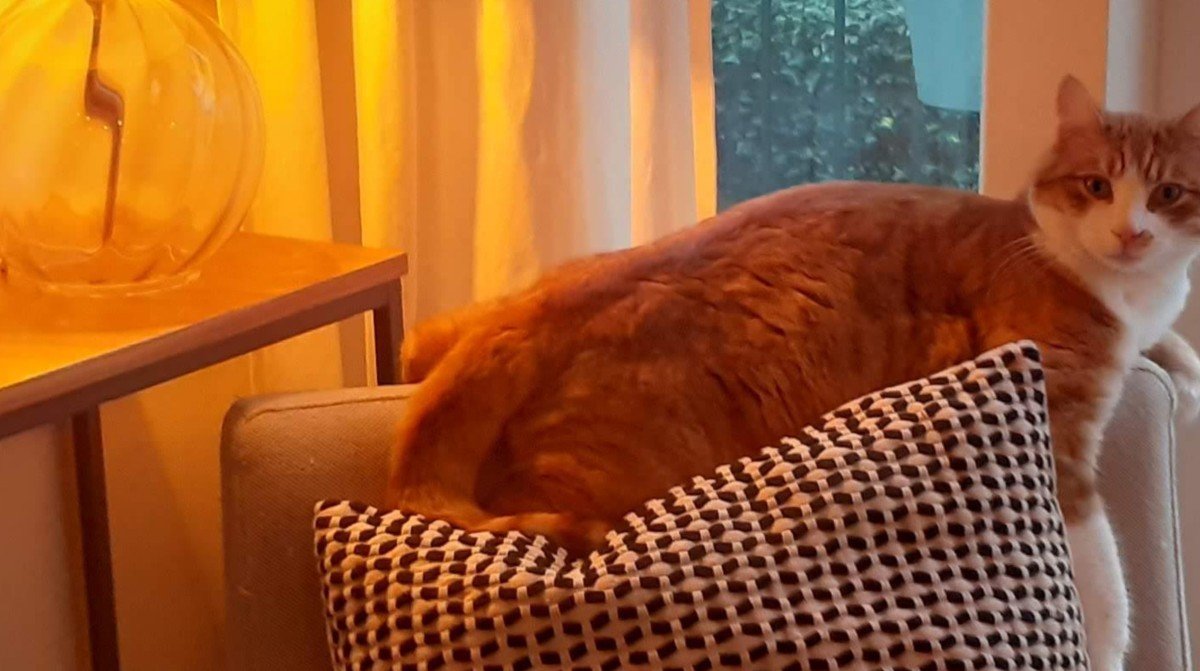Ginger