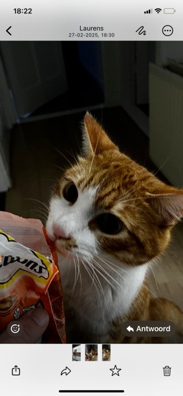 Ginger
