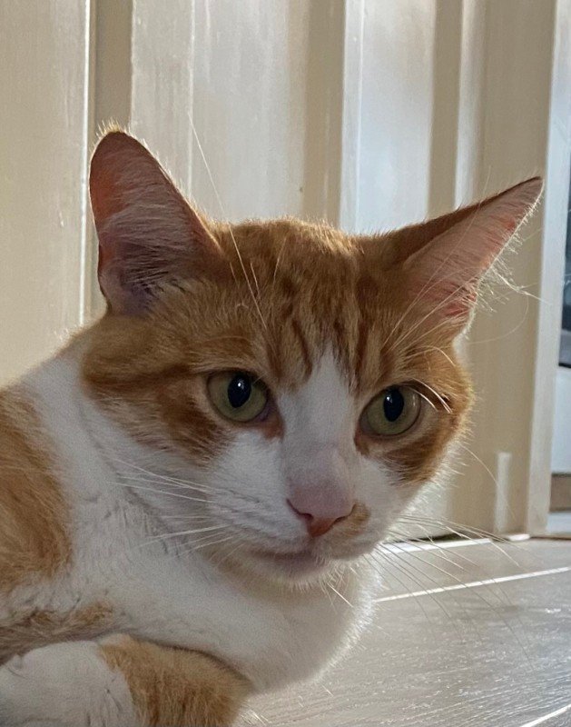 Ginger