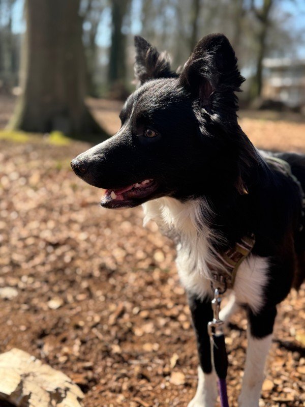 Ollie