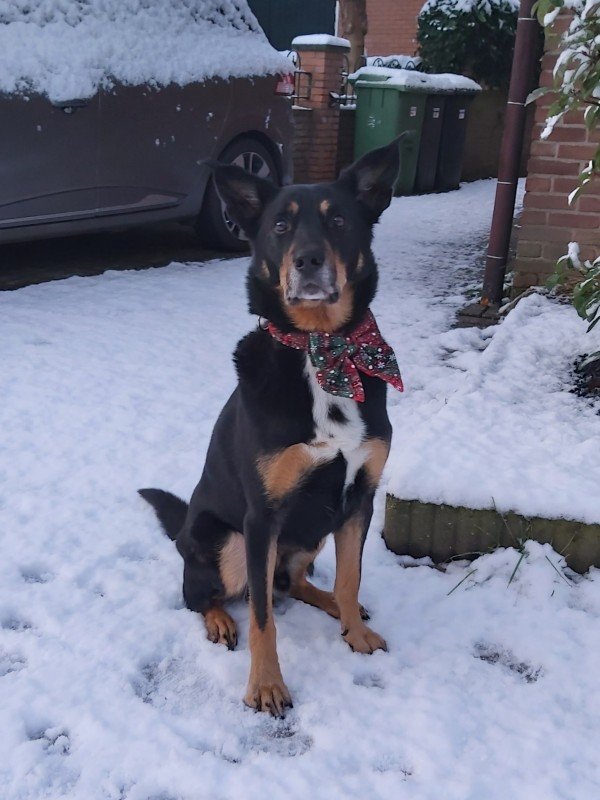 Toby