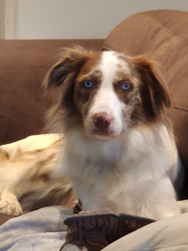 Bailey