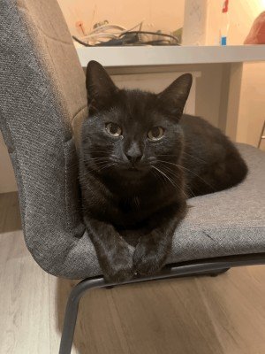 Coco Mimi