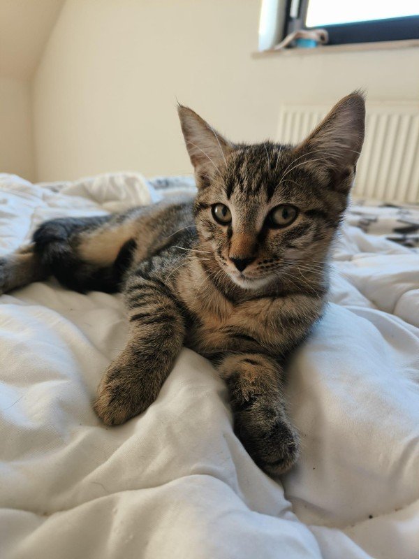 Gisèlle
