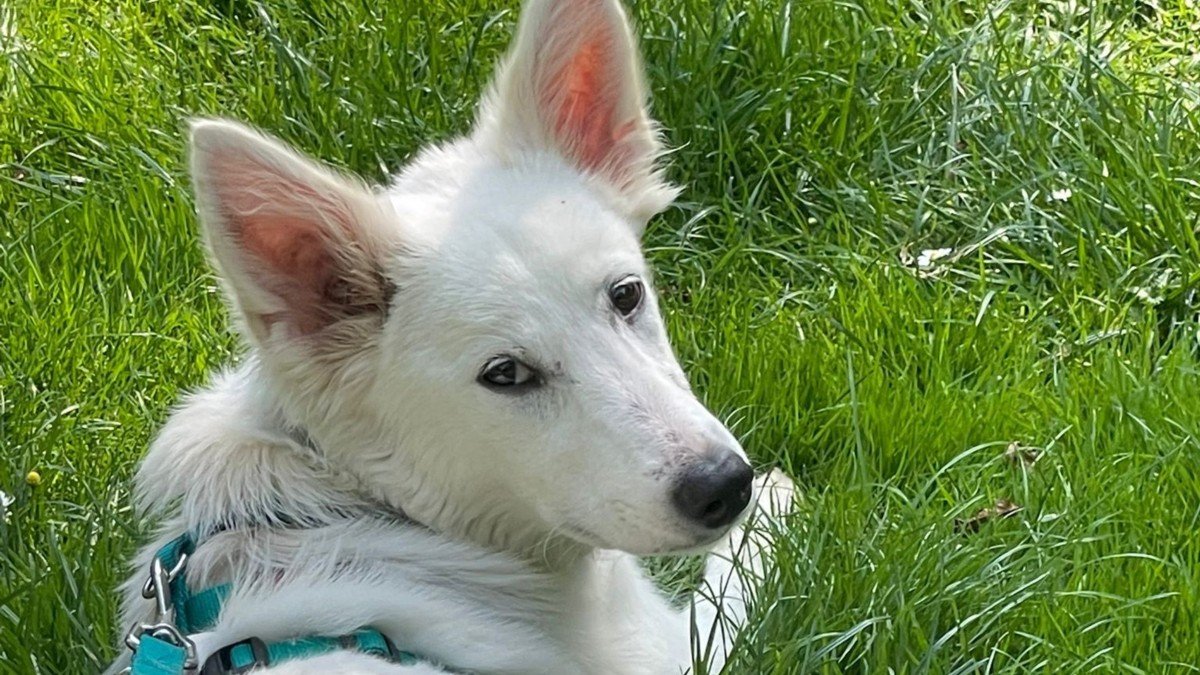 Pippa