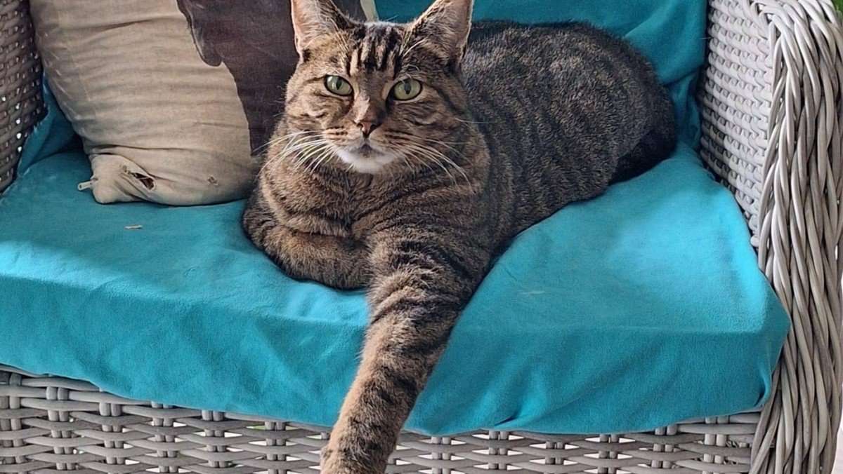 Kurbe