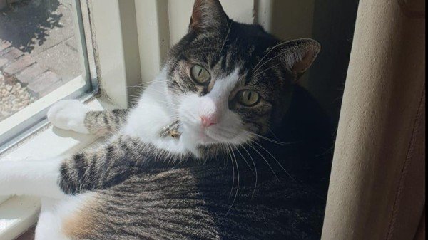 Kitty