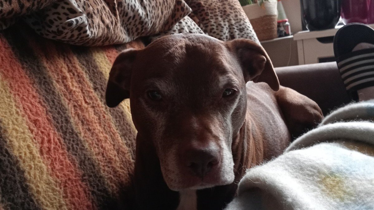 Spyky