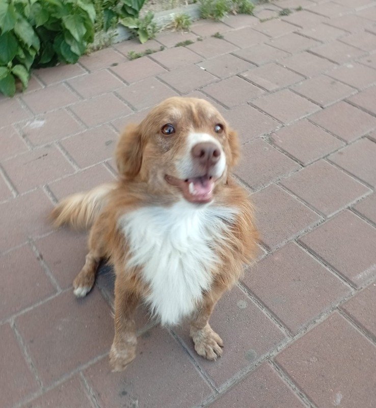 Brownie