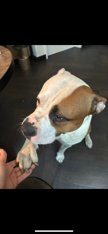 Chico