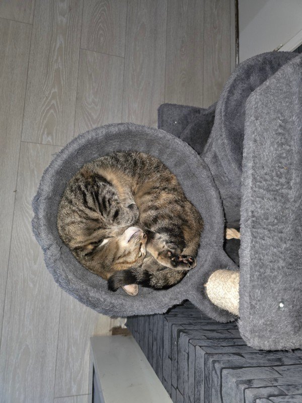 Kitty