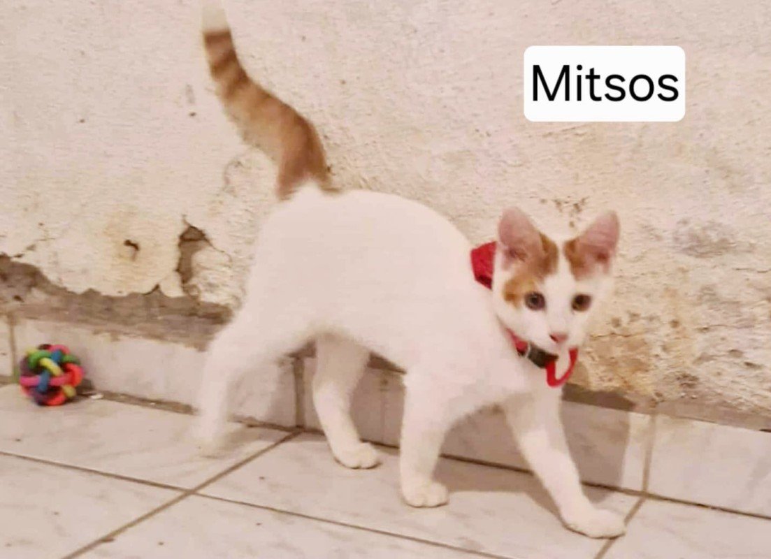 Mitsos