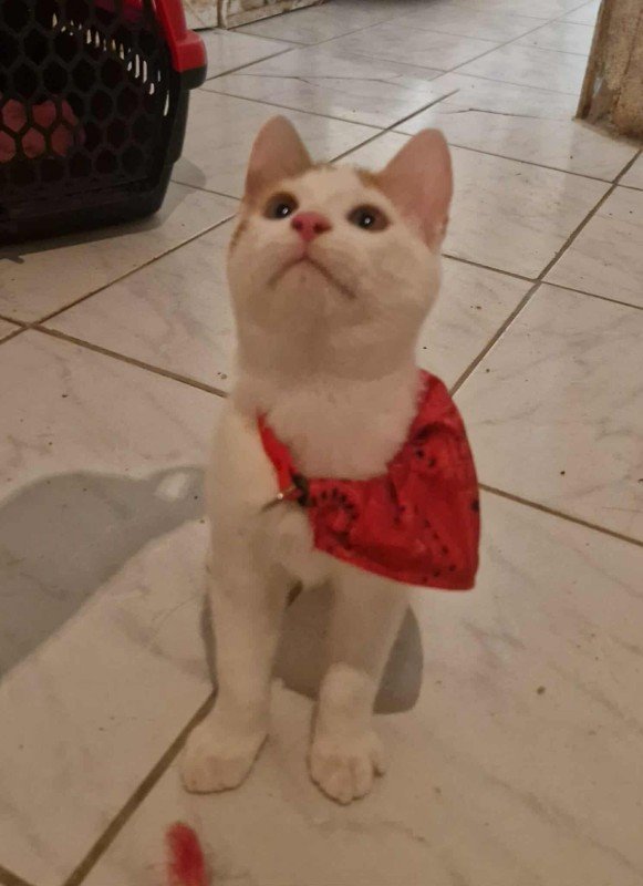 Mitsos