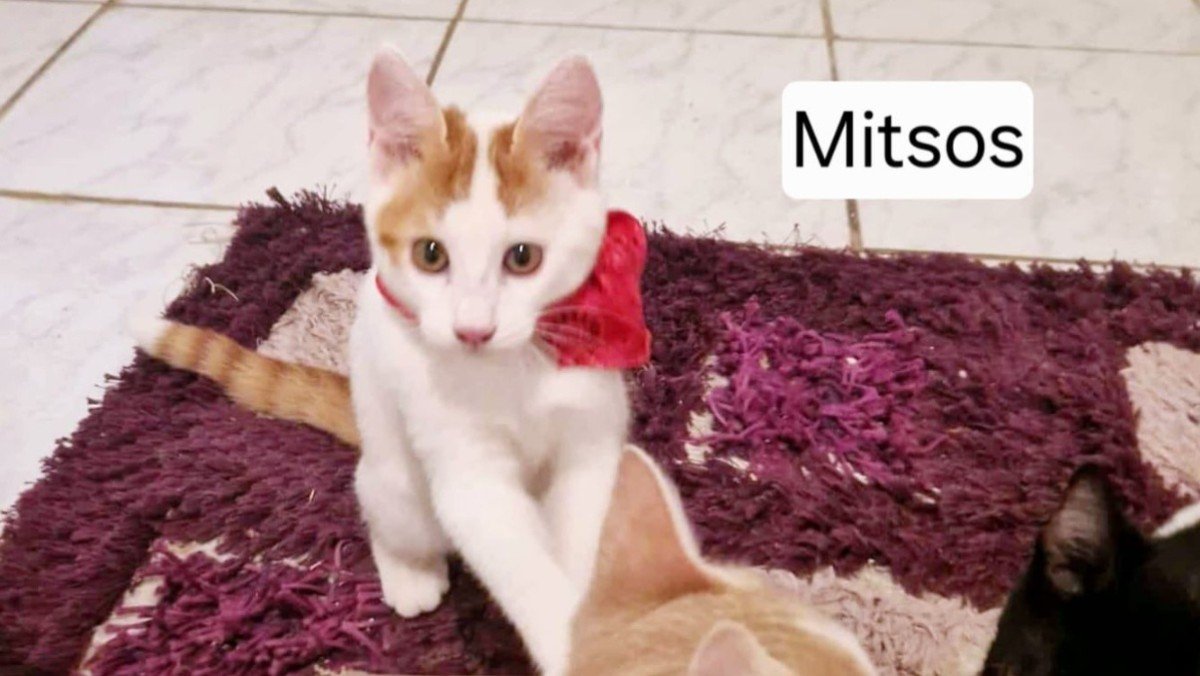 Mitsos