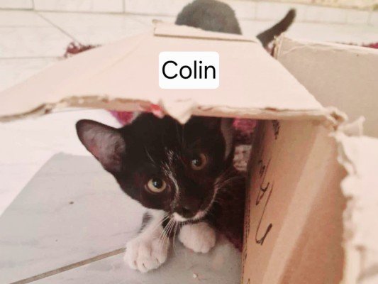 Colin