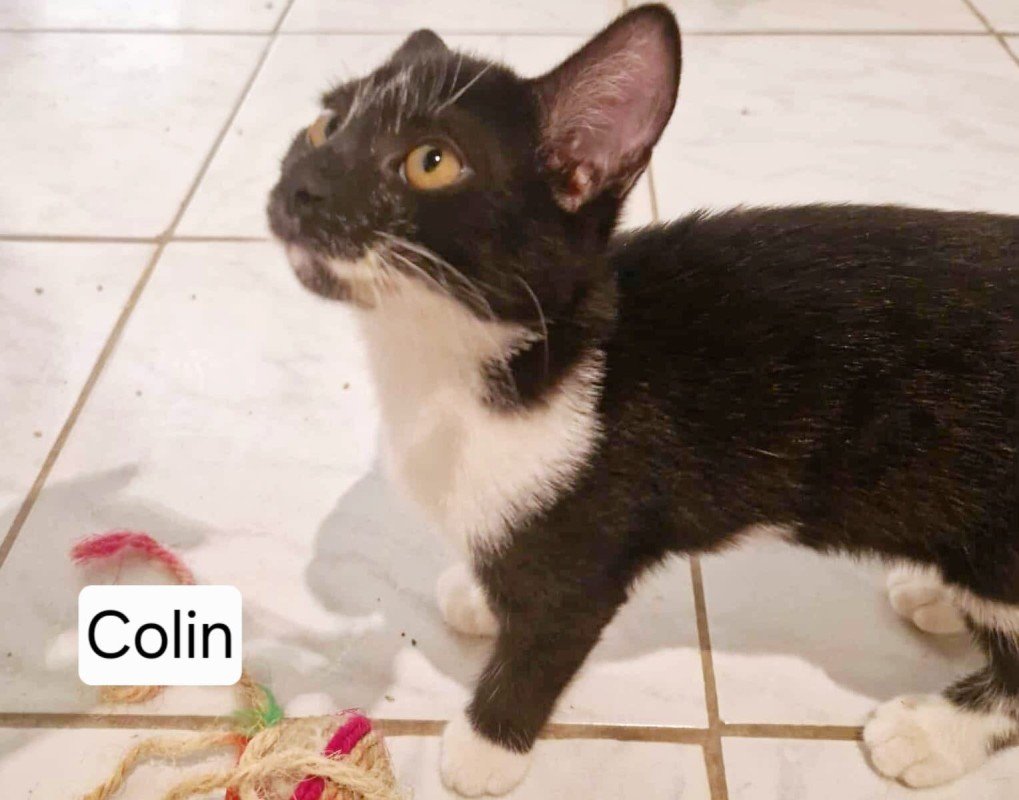 Colin