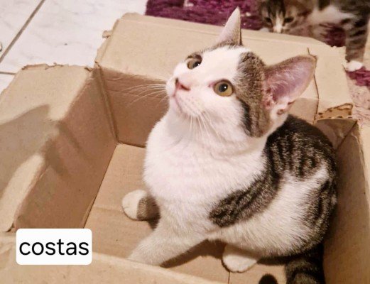 Costas