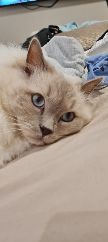 Jaxx