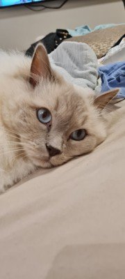 Jaxx