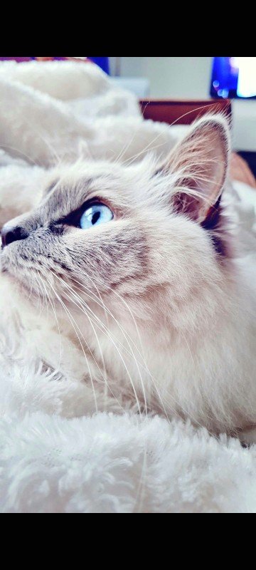 Jaxx