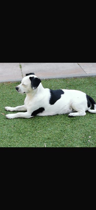 Bailey