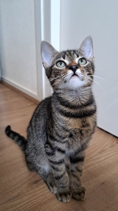 Roni