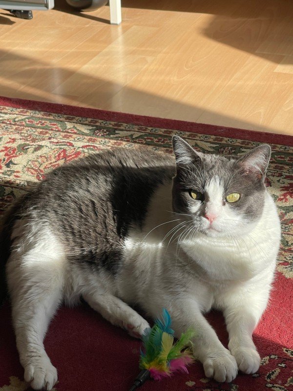 Louie
