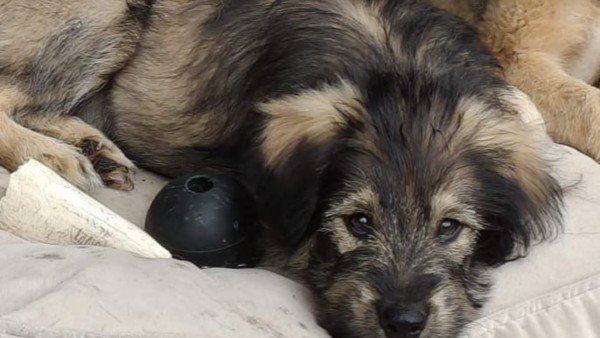 Leo
