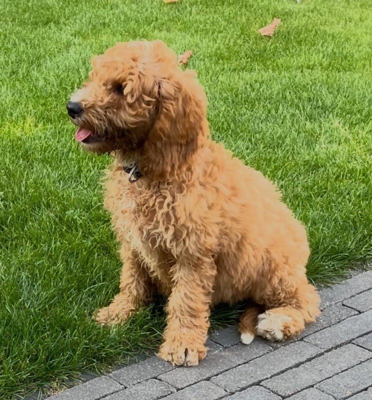 Toby