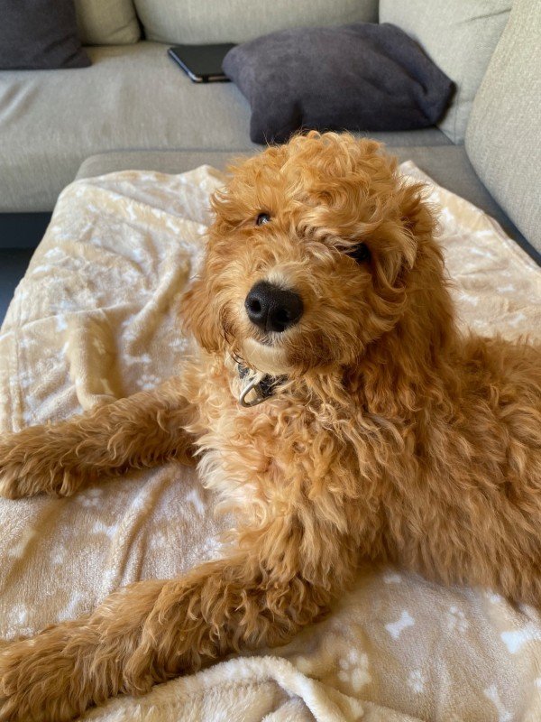 Toby