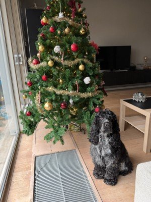 Santa