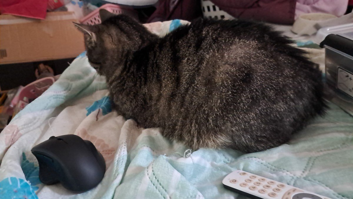 ** SPOED *** Muis