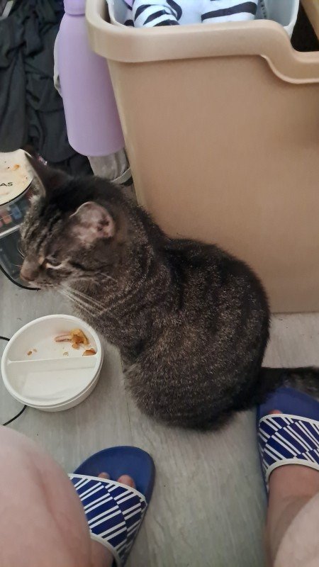 ** SPOED *** Muis